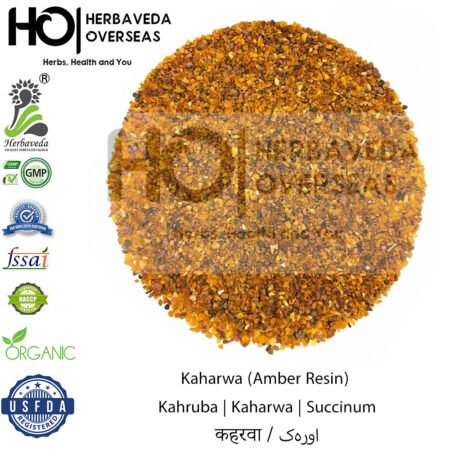 Kahruba | Kaharwa | Succinum | Pinus succinifera Linn | कहरवा