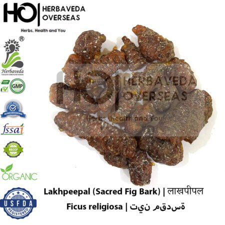 Lakhpeepal (Sacred Fig Bark) | लाखपीपल | Ficus religiosa