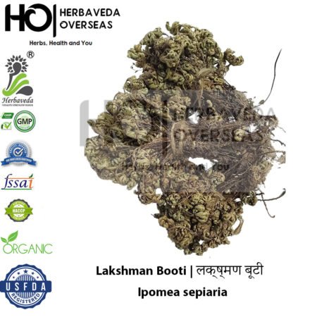 Lakshman Booti (Sensitive Plant) | लक्ष्मण बूटी | Ipomea sepiaria
