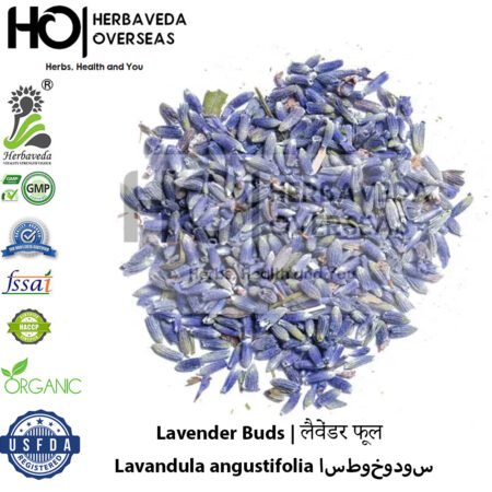 Lavender Buds | लैवेंडर फूल | Lavandula angustifolia