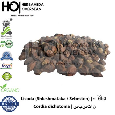 Lisoda (Shleshmataka / Sebesten) | लिसोड़ा | Cordia dichotoma