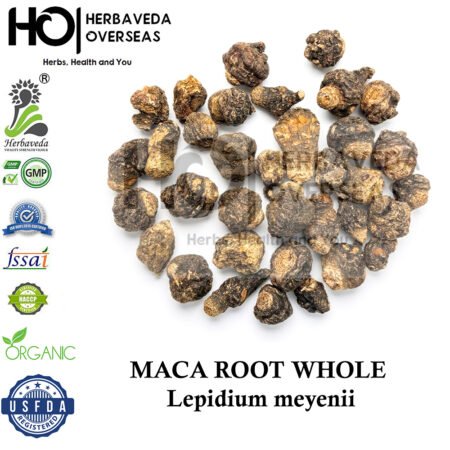 Maca Root | माका जड़ | Lepidium meyenii