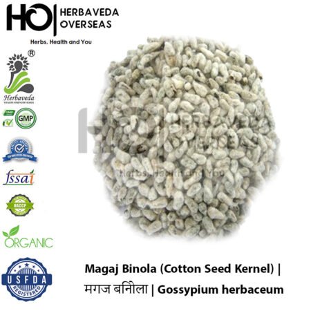 Magaj Binola (Cotton Seed Kernel) | मगज बिनोला | Gossypium herbaceum