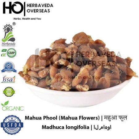 Mahua Phool (Mahua Flowers) | महुआ फूल | Madhuca longifolia