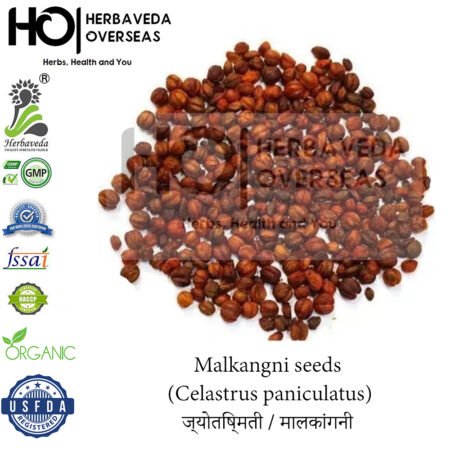 Malkangini Seeds (Jyotishmati Seeds) | मालकांगनी बीज | Celastrus paniculatus