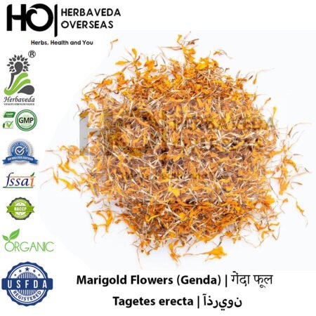 Marigold Flowers (Genda) | गेंदा फूल | Tagetes erecta