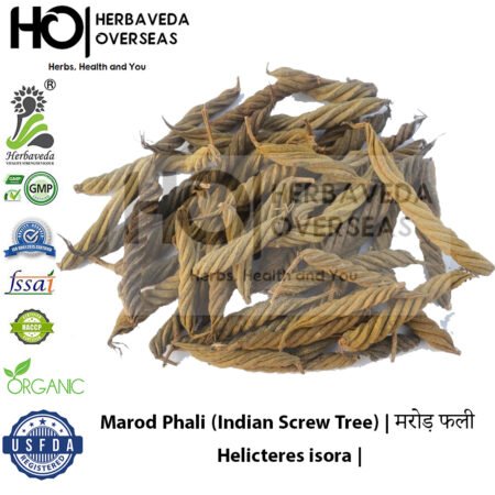 Marod Phali (Indian Screw Tree) | मरोड़ फली | Helicteres isora