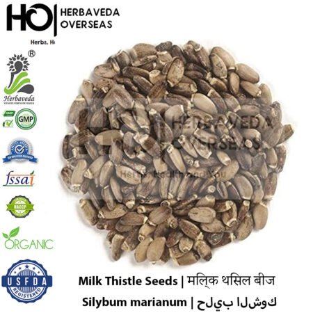 Milk Thistle Seeds | मिल्क थिसल बीज | Silybum marianum