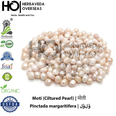 Moti (Cultured Pearls) | मोती | Pinctada margaritifera