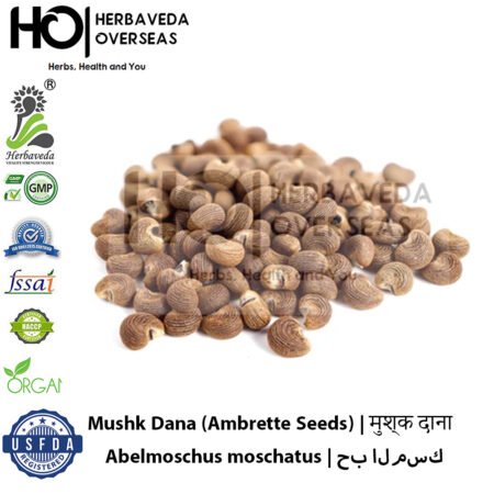 Mushk Dana (Ambrette Seeds) | मुश्क दाना | Abelmoschus moschatus