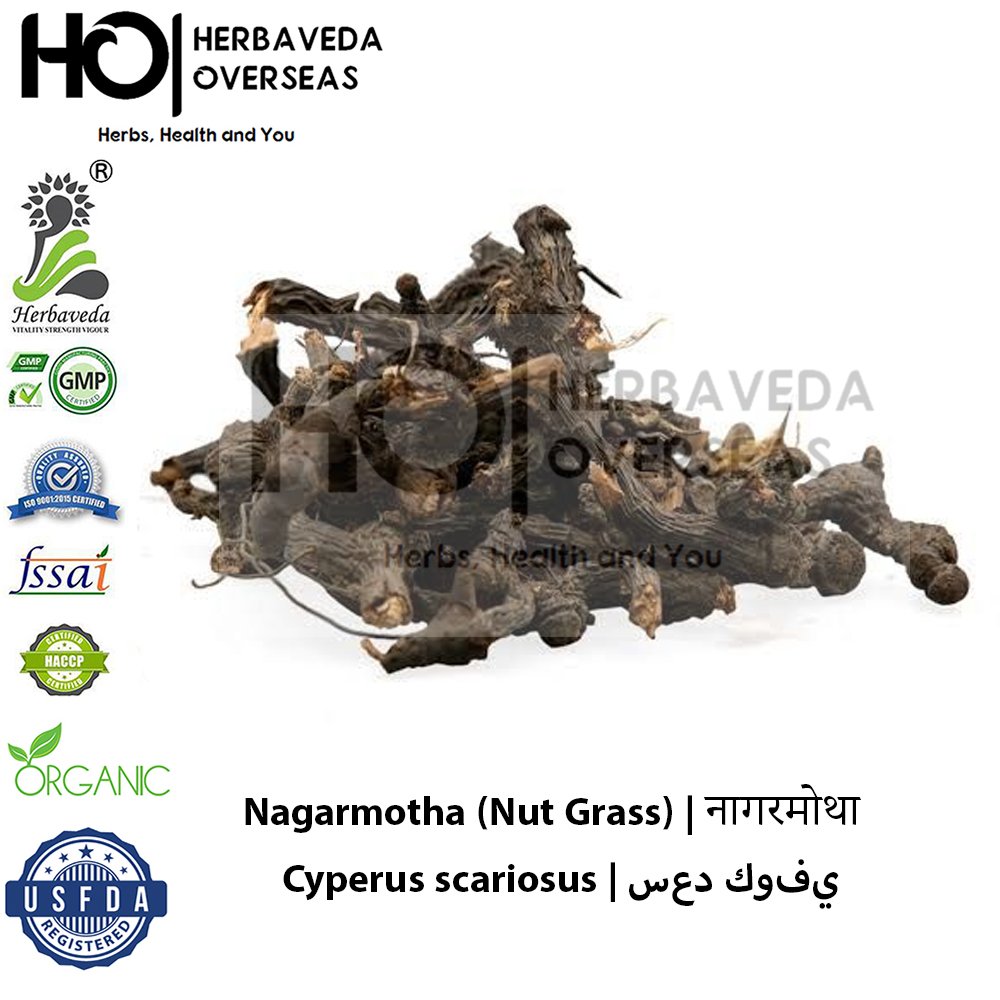 Nagarmotha (Nut Grass) | नागरमोथा | Cyperus scariosus