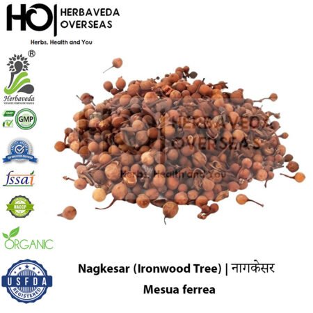 Nagkesar (Ironwood Tree) | नागकेसर | Mesua ferrea