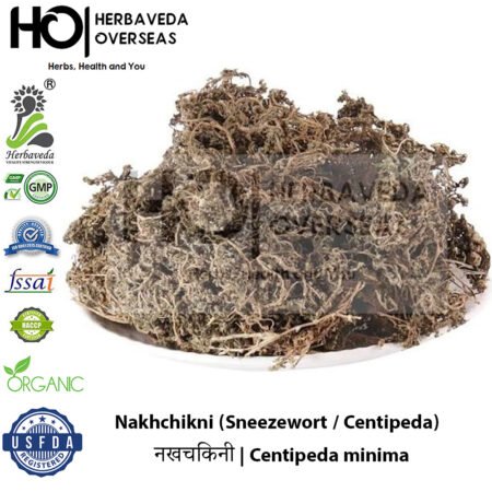Nakhchikni (Sneezewort / Centipeda) | नखचिकनी | Centipeda minima