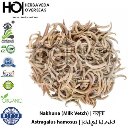 Nakhuna (Milk Vetch) | नखुना | Astragalus hamosus