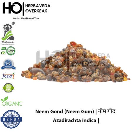 Neem Gond (Neem Gum) | नीम गोंद | Azadirachta indica