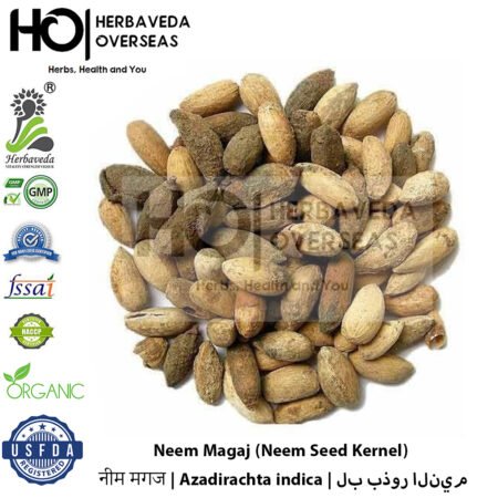 Neem Magaj (Neem Seed Kernel) | नीम मगज | Azadirachta indica