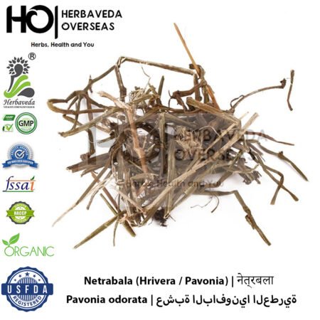 Netrabala (Hrivera / Pavonia) | नेत्रबला | Pavonia odorata