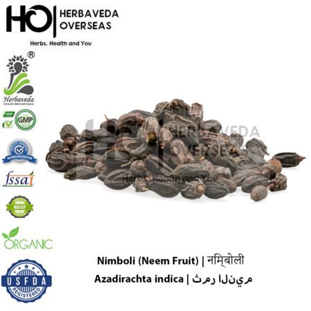 Nimboli (Neem Fruit) | निम्बोली | Azadirachta indica