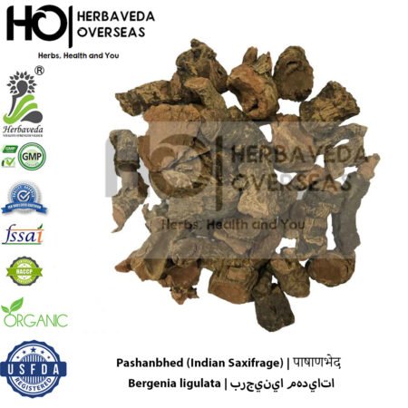 Pashanbhed (Indian Saxifrage) | पाषाणभेद | Bergenia ligulata