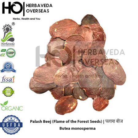 Palash Beej (Flame of the Forest Seeds) | पलाश बीज | Butea monosperma