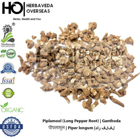 Piplamool (Long Pepper Root) | पीपलामूल | Piper longum