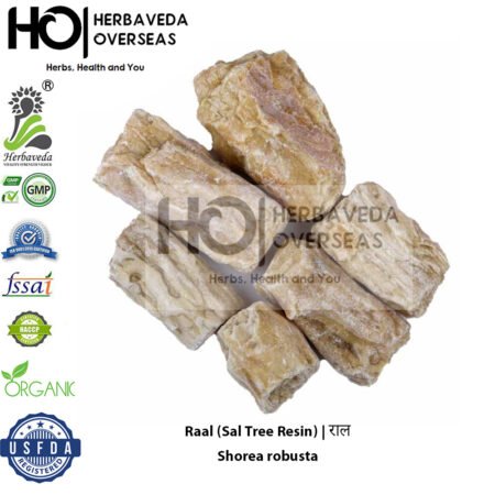 Raal (Sal Tree Resin) | राल | Shorea robusta
