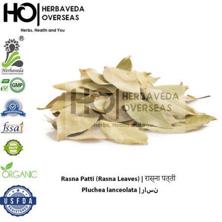 Rasna Patti (Rasna Leaves) | रास्ना पत्ती | Pluchea lanceolata