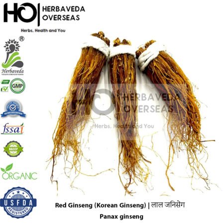 Red Ginseng (Korean Ginseng) | लाल जिनसेंग | Panax ginseng