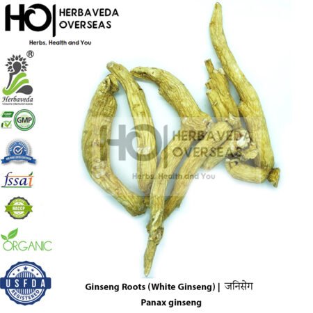 Ginseng Roots (White Ginseng) |  जिनसेंग | Panax ginseng