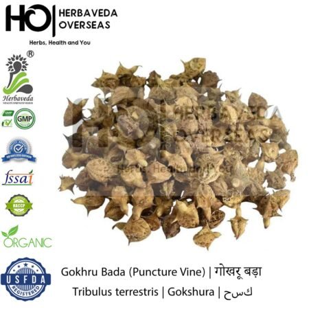 Gokhru Bada (Puncture Vine) | गोखरू बड़ा| Tribulus terrestris