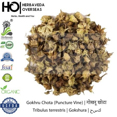 Gokhru Chota (Puncture Vine) | गोखरू छोटा| Tribulus terrestris