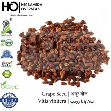 Grape Seed | अंगूर बीज | Vitis vinifera