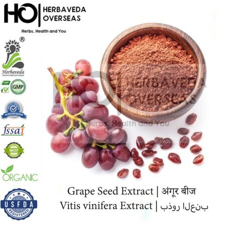 Grape Seed Extract | अंगूर बीज सत | Vitis vinifera