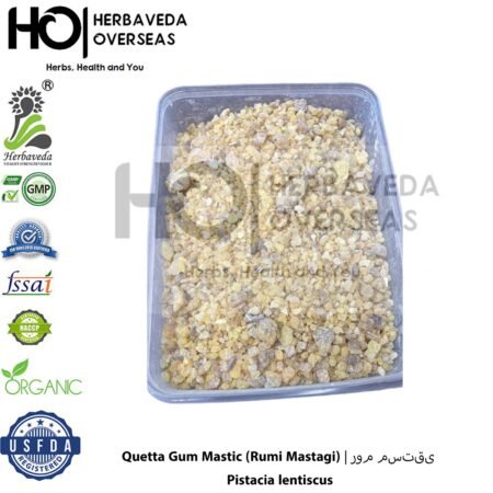 Quetta Gum Mastic (Rumi Mastagi) | روم مستقی | Pistacia lentiscus