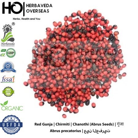 Red Gunja | Chirmiti | Chanothi (Abrus Seeds) | गुंजा | Abrus precatorius