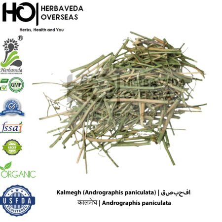 Kalmegh (Andrographis paniculata) | कालमेघ | Andrographis paniculata