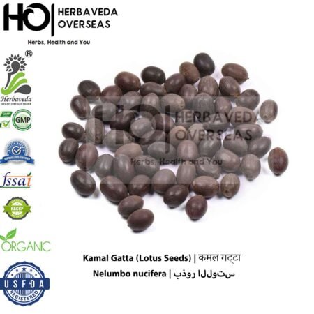 Kamal Gatta (Lotus Seeds) | कमल गट्टा | Nelumbo nucifera