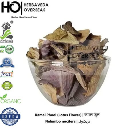 Kamal Phool (Lotus Flower) | कमल फूल | Nelumbo nucifera