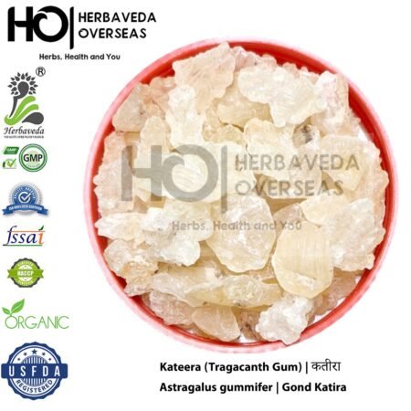 Kateera (Tragacanth Gum) | कतीरा | Astragalus gummifer