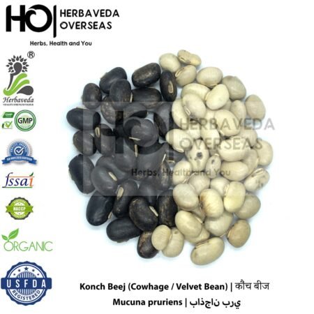 Konch Beej (Cowhage / Velvet Bean) | कौंच बीज | Mucuna pruriens