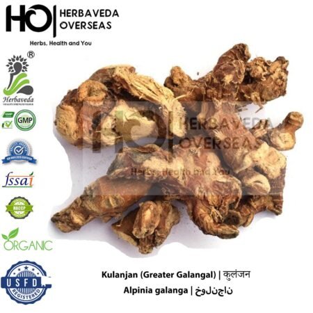 Kulanjan (Greater Galangal) | कुलंजन | Alpinia galanga