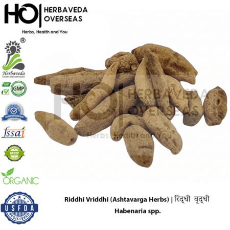 Riddhi Vriddhi (Ashtavarga Herbs) | ऋद्धि वृद्धि | Habenaria spp.