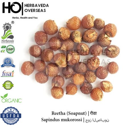Reetha (Soapnut) | रीठा | Sapindus mukorossi