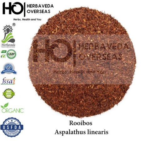 Rooibos (Red Bush) | रूइबोस | Aspalathus linearis