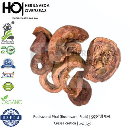 Rudravanti Phal (Rudravanti Fruit) | रुद्रवंती फल | Cressa cretica