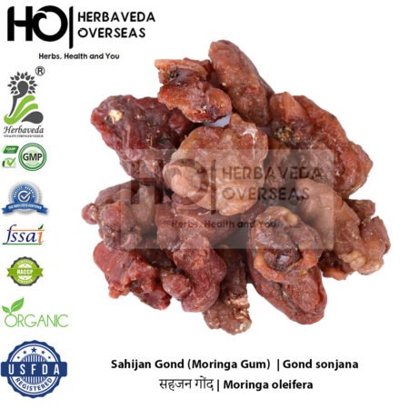Sahijan Gond (Moringa Gum) | सहजन गोंद | Moringa oleifera
