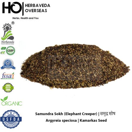 Samundra Sokh (Elephant Creeper) | समुद्र शोष | Argyreia speciosa | Kamarkas Seed