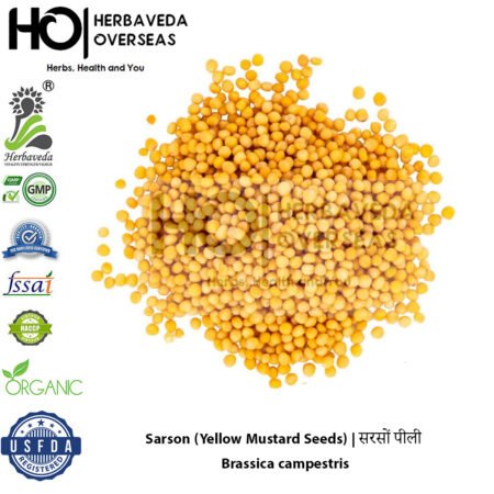Sarson (Mustard Seeds) | सरसों | Brassica campestris