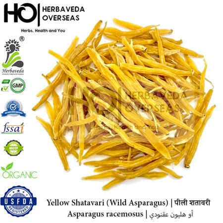 Yellow Shatavari (Wild Asparagus) | पीली शतावरी | Asparagus racemosus