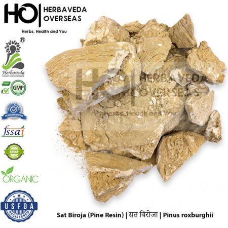 Sat Biroja (Pine Resin) | सत बिरोजा | Pinus roxburghii